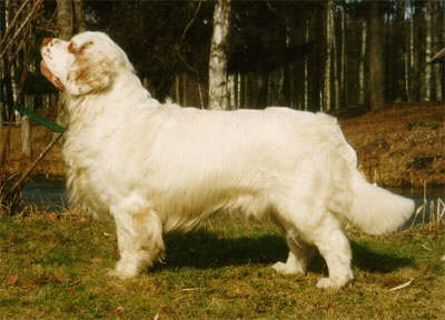 CLUMBER SPANIEL
